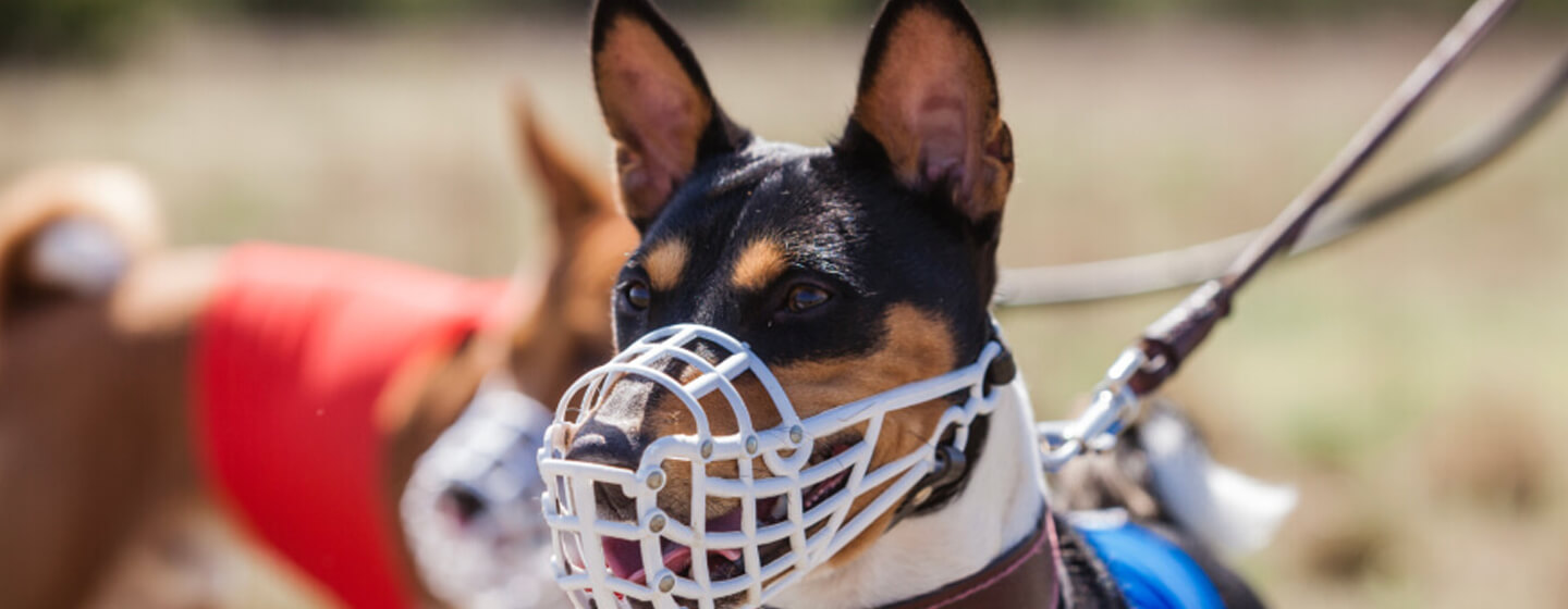 Benefits of Dog Muzzles Muzzle Training Purina